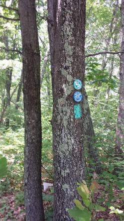 Typical paint and disk blazes on the SRT