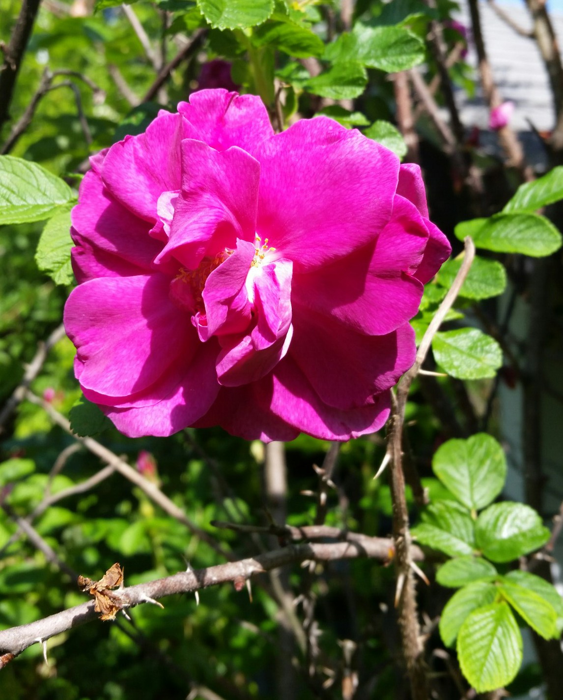Don't Tell Me to Stop and Smell the (Wild) Roses – The Long Brown Path