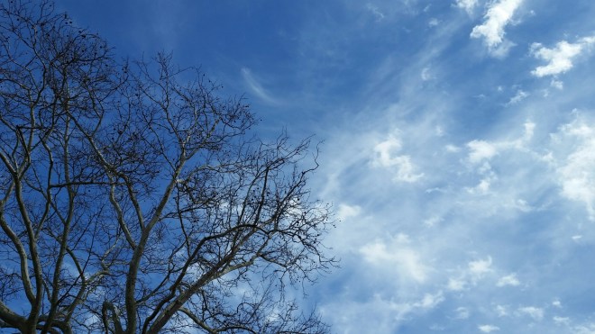 plane tree sky