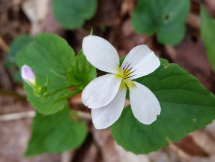Sweet white violet