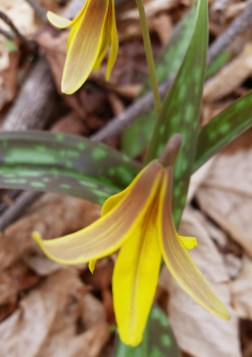 trout lilly