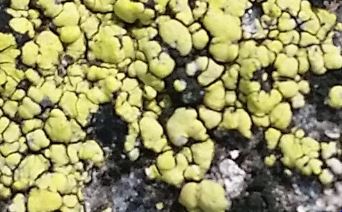 lichen close up 1