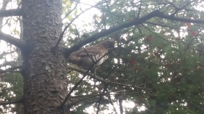 20170926_081932 (1).jpg