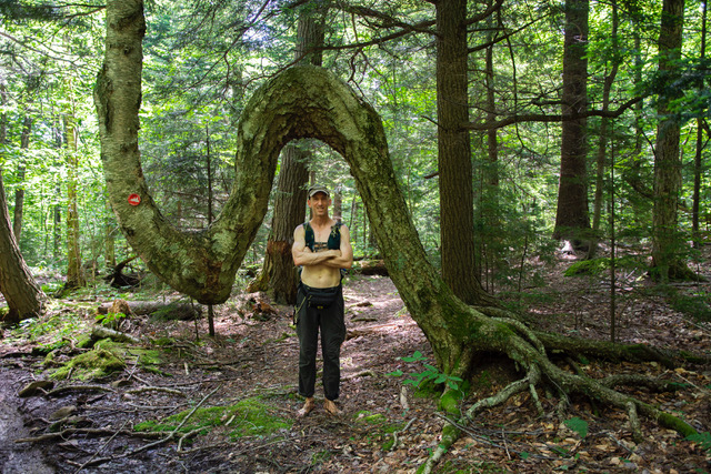 Ken Bended Tree (1 of 1)