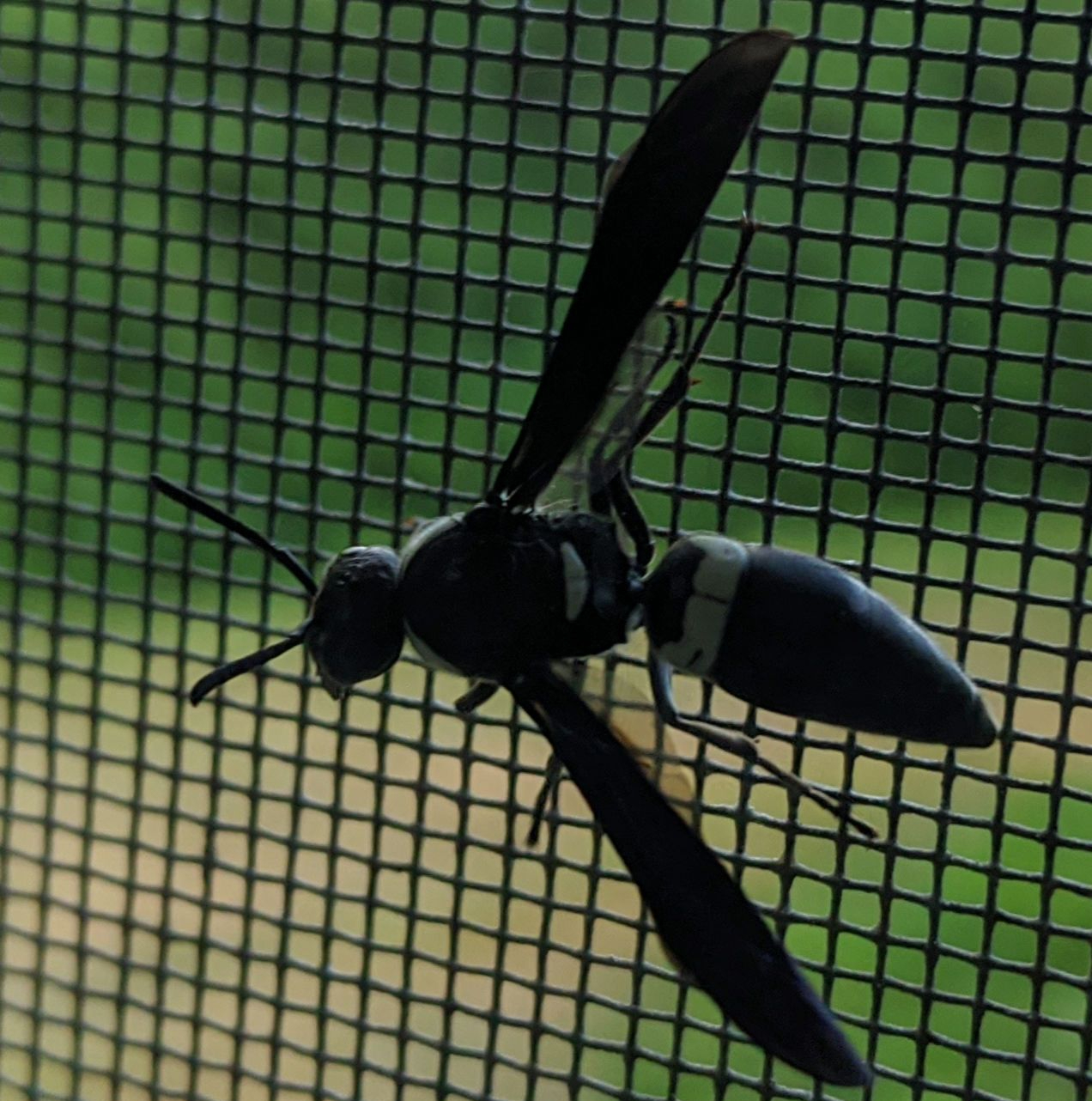 result_1593215015188