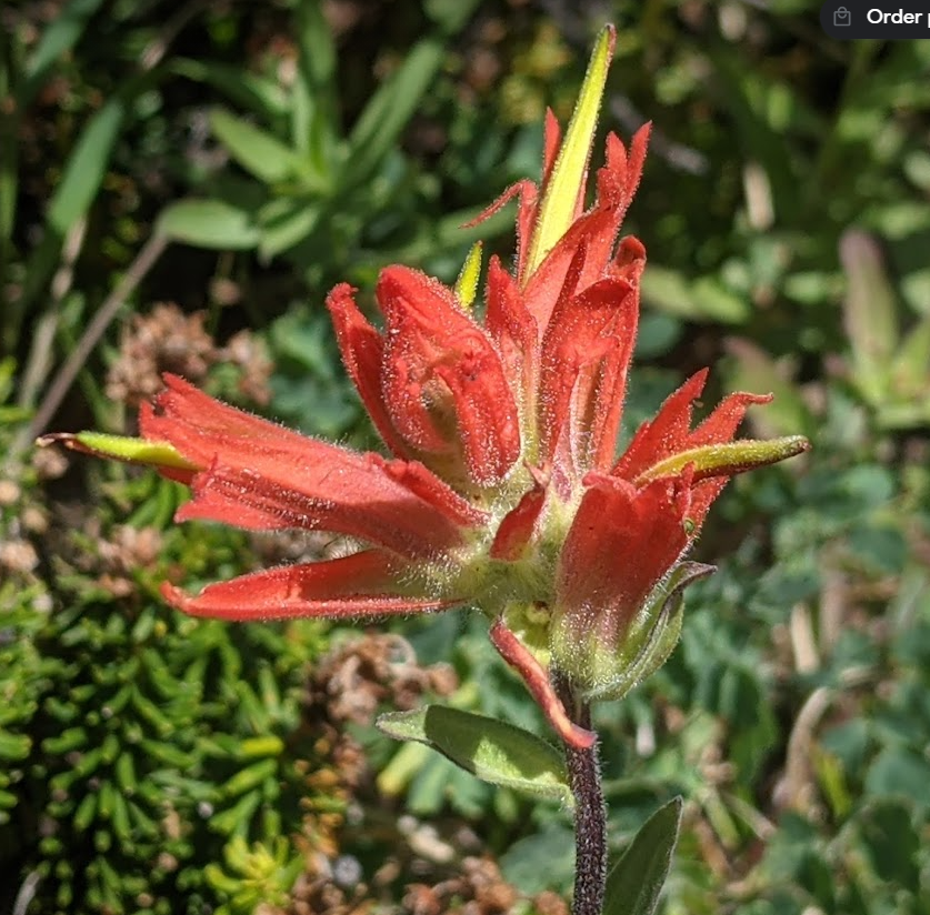 indian paintbrush