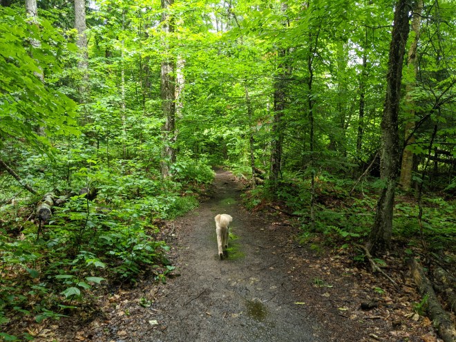 IMG_20200711_131409 (1)