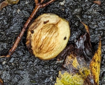 original_190ff017-1411-47ba-82c8-c8785a26bb7e_PXL_20230925_191414160