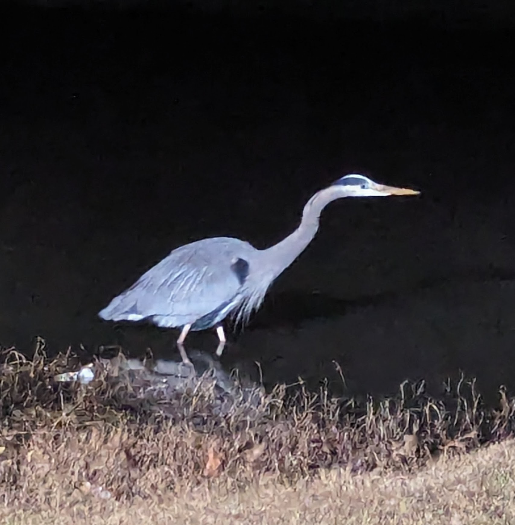 original_4b5ea73b-da69-4b73-880a-d7f9b0b45ea7_PXL_20240220_114238233